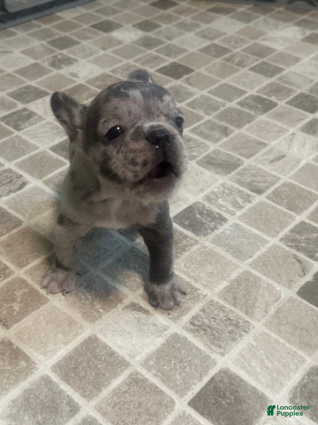 French Bulldog dogs for sale: Gonzo - Image 5