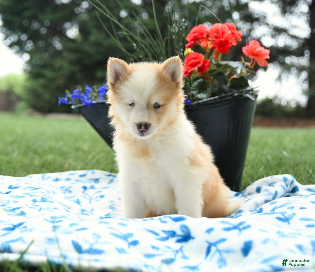 Pomsky dogs for sale: Biscuit - Image 2