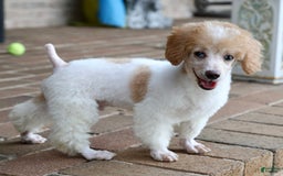 Miniature Poodle dogs for sale: Peanut - Image 5