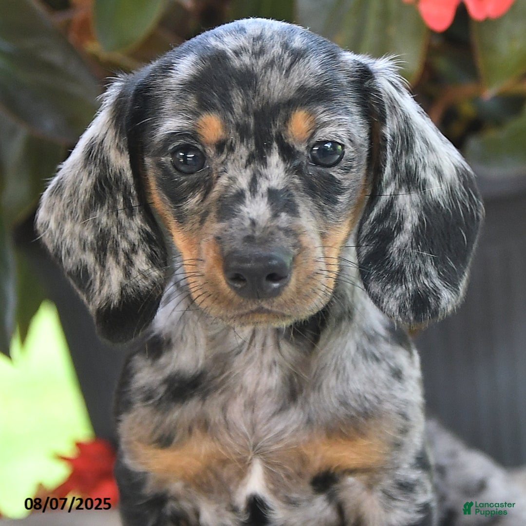 Miniature Dachshund dogs for sale: Noah - Image 3