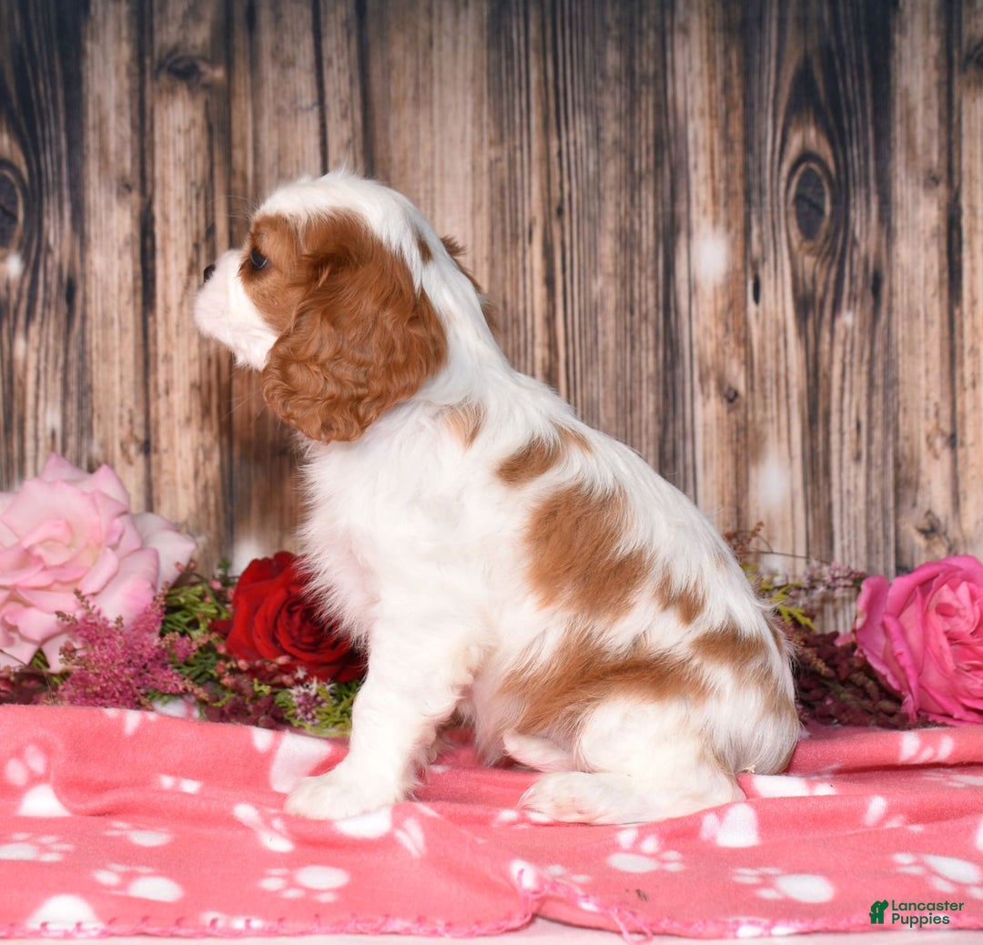 Cavalier King Charles Spaniel dogs for sale: Jordan - Image 5