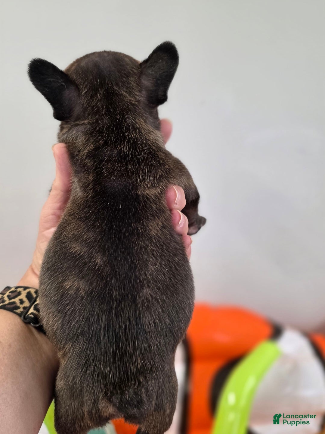 French Bulldog dogs for sale: Brinklee tiny Brindle - Image 5
