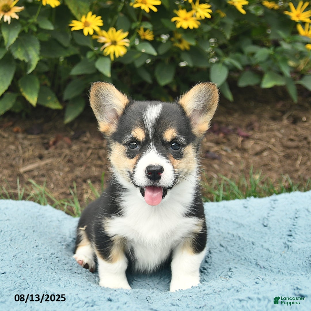 Welsh Corgi Pembroke dogs for sale: Cayenne - Image 4