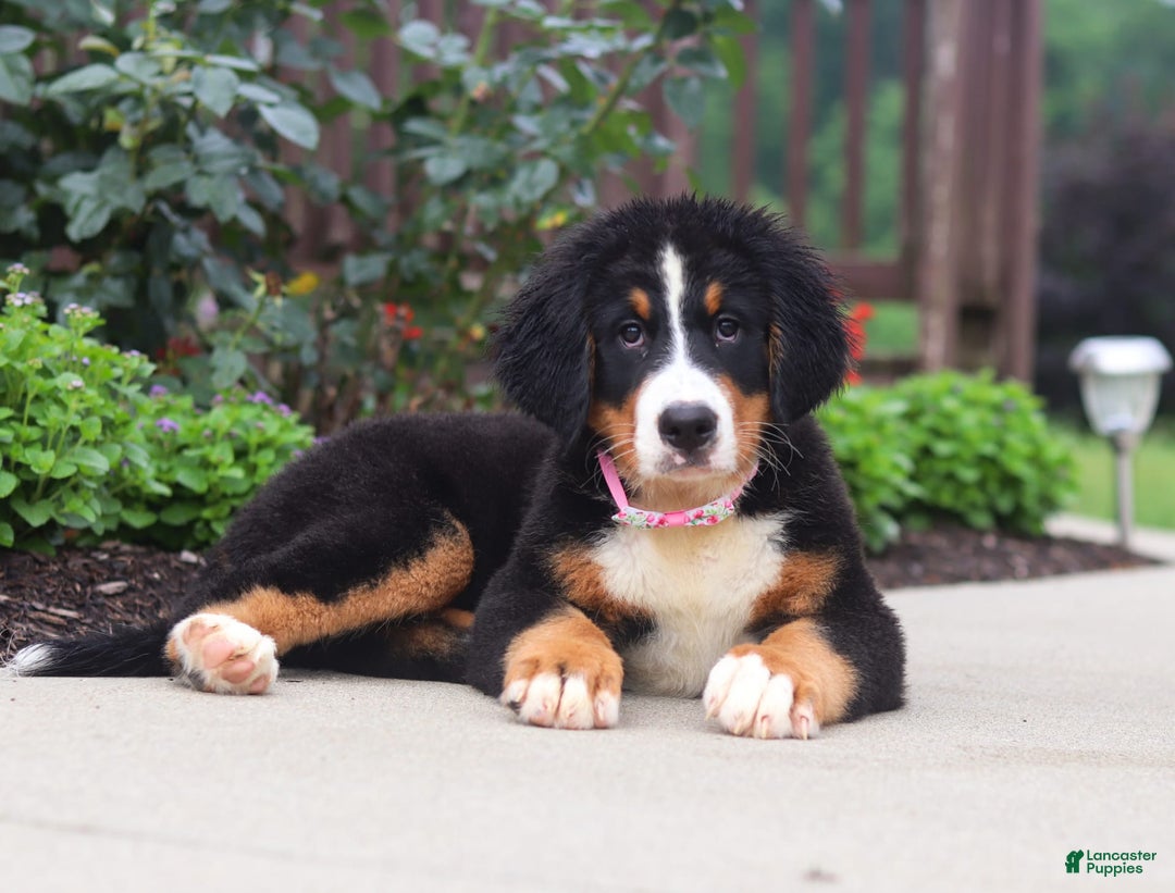 Bernese Mountain Dog dogs for sale: Katy - Image 7