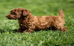 Toy Poodle dogs for sale: Ruby Belle - Image 8