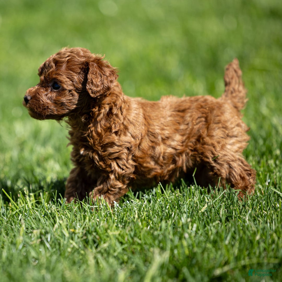 Toy Poodle dogs for sale: Ruby Belle - Image 8