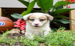 Welsh Corgi Pembroke dogs for sale: Chief - Image 2