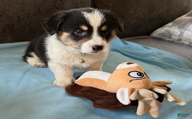 Welsh Corgi Pembroke dogs for sale - Ad 3