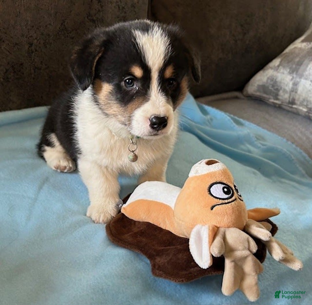 Welsh Corgi Pembroke dogs for sale: Green Collar Boy - Image 1