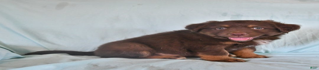 Fifi