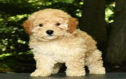 Mini Goldendoodle dogs for sale: Lacey - Image 7