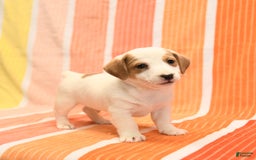 Jack Russell Terrier dogs for sale: Leo - Image 2