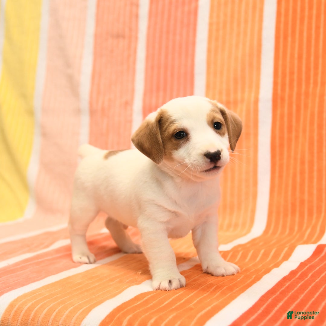 Jack Russell Terrier dogs for sale: Leo - Image 2