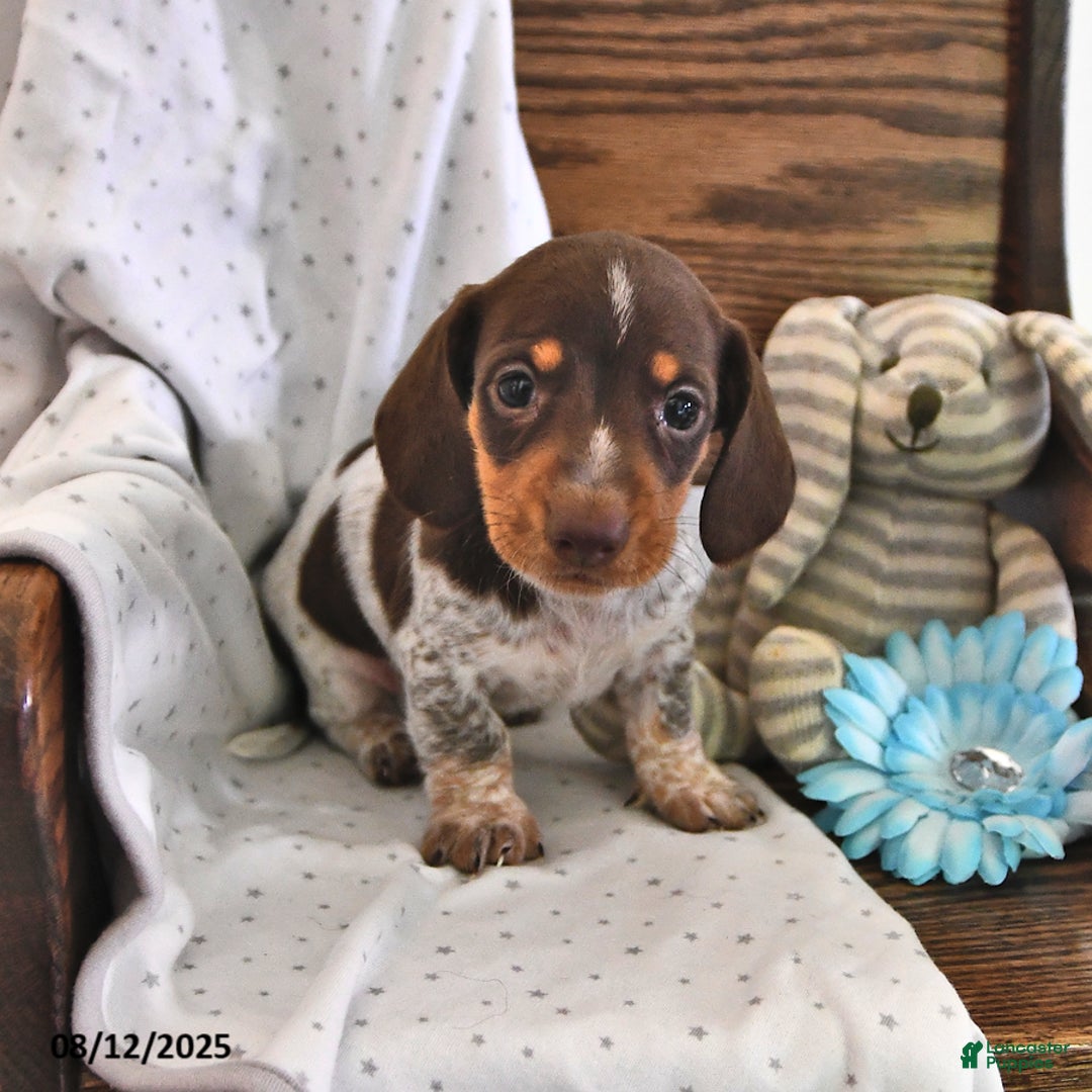 Miniature Dachshund dogs for sale: Miniature Dachshund 5 puppies - Image 24