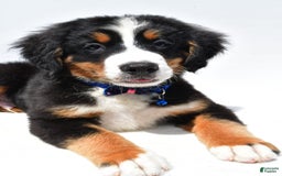 Bernese Mountain Dog dogs for sale: Kayle - Image 5