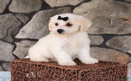 Bichpoo dogs for sale: Echo - Image 5