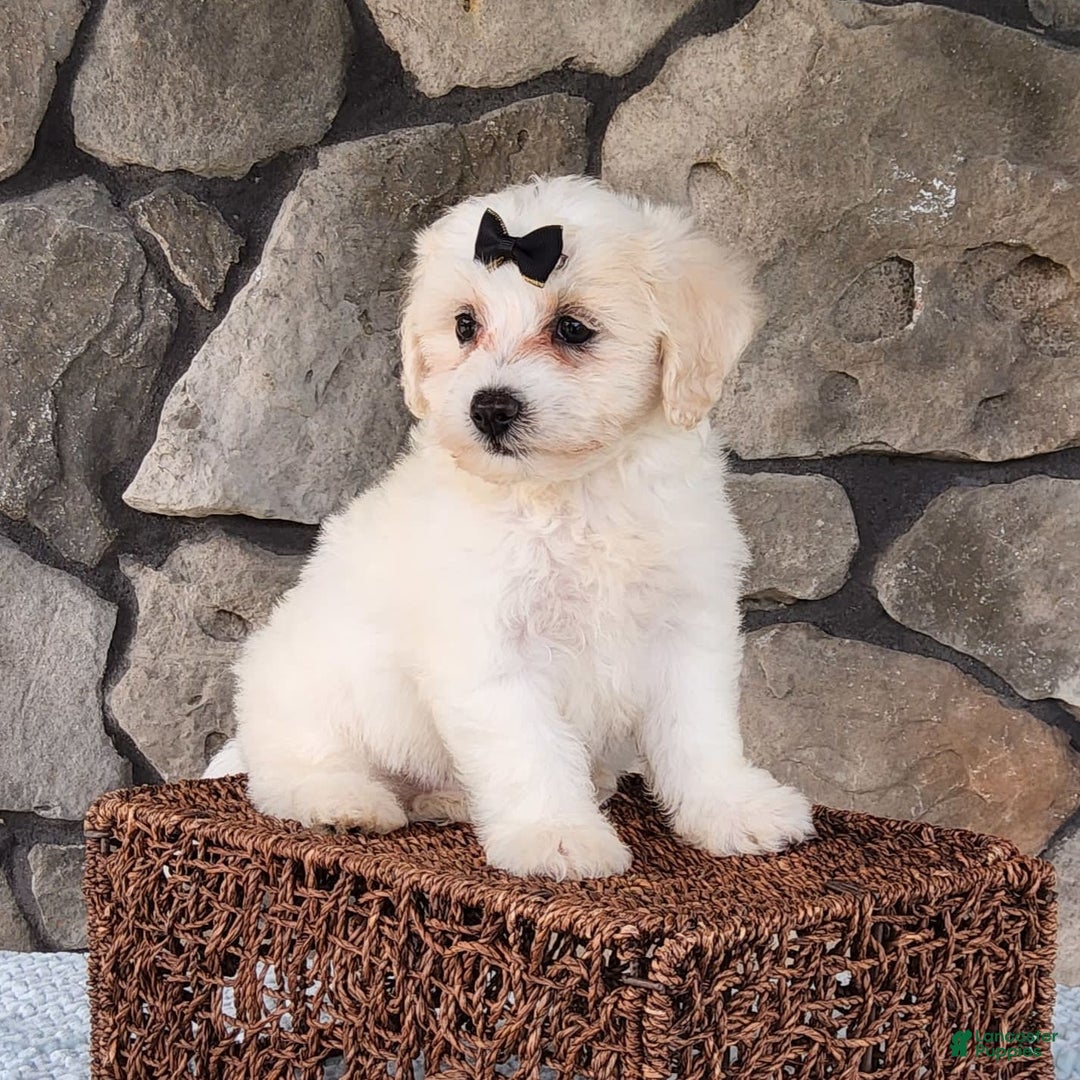 Bichpoo dogs for sale: Echo - Image 5