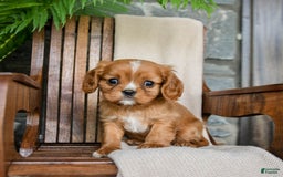 Cavalier King Charles Spaniel dogs for sale: Starlight - Image 2