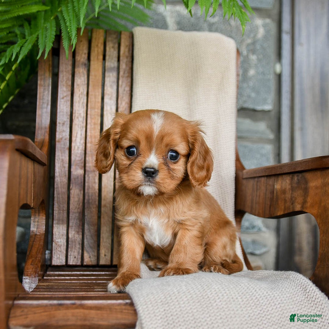 Cavalier King Charles Spaniel dogs for sale: Starlight - Image 2