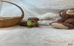 Bichpoo dogs for sale: Cashton - Image 1