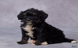 Mini Bernedoodle dogs for sale: Cy - Image 3