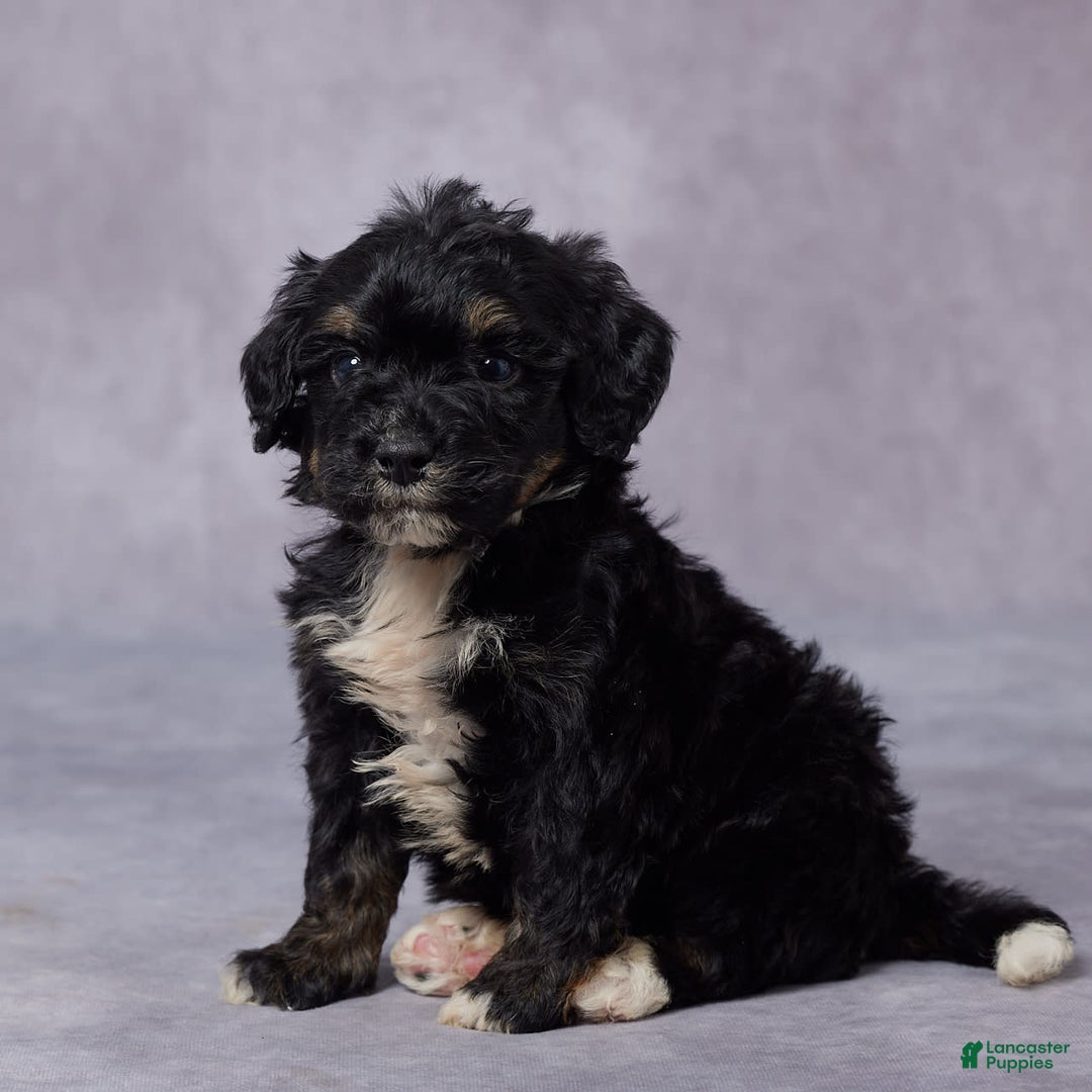 Mini Bernedoodle dogs for sale: Cy - Image 3