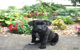 Australian Cattle Dog dogs for sale: Onyx - Image 1