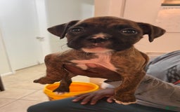 Boxer dogs for sale: Puppy 3 - Image 1