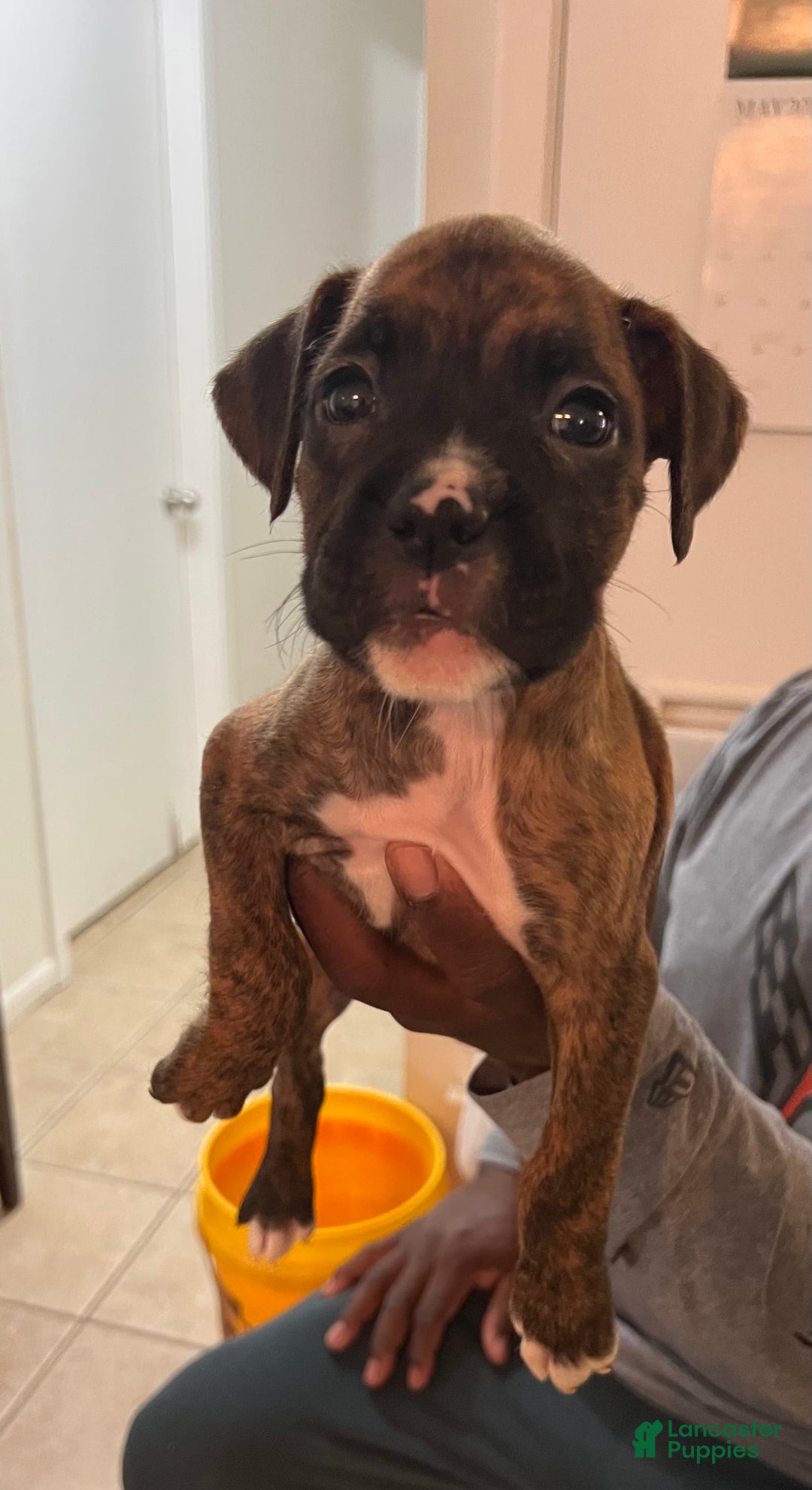 Boxer dogs for sale: Puppy 3 - Image 1