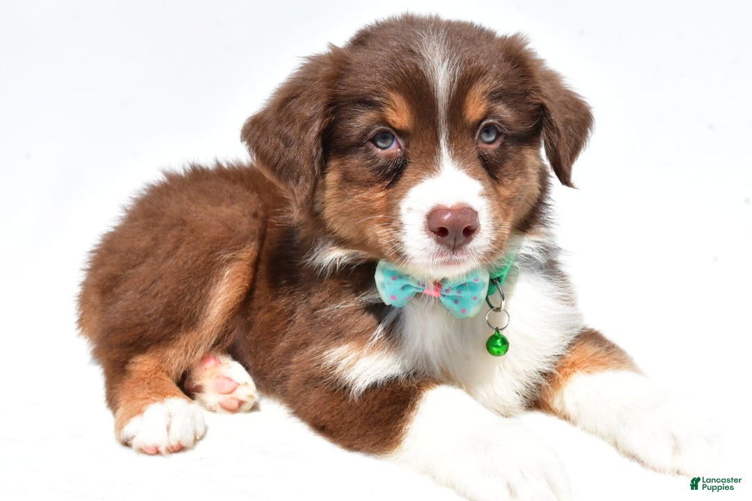 Australian Shepherd dogs for sale: Kody - Image 4