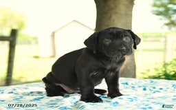 Cane Corso dogs for sale: Hadassah - Image 4