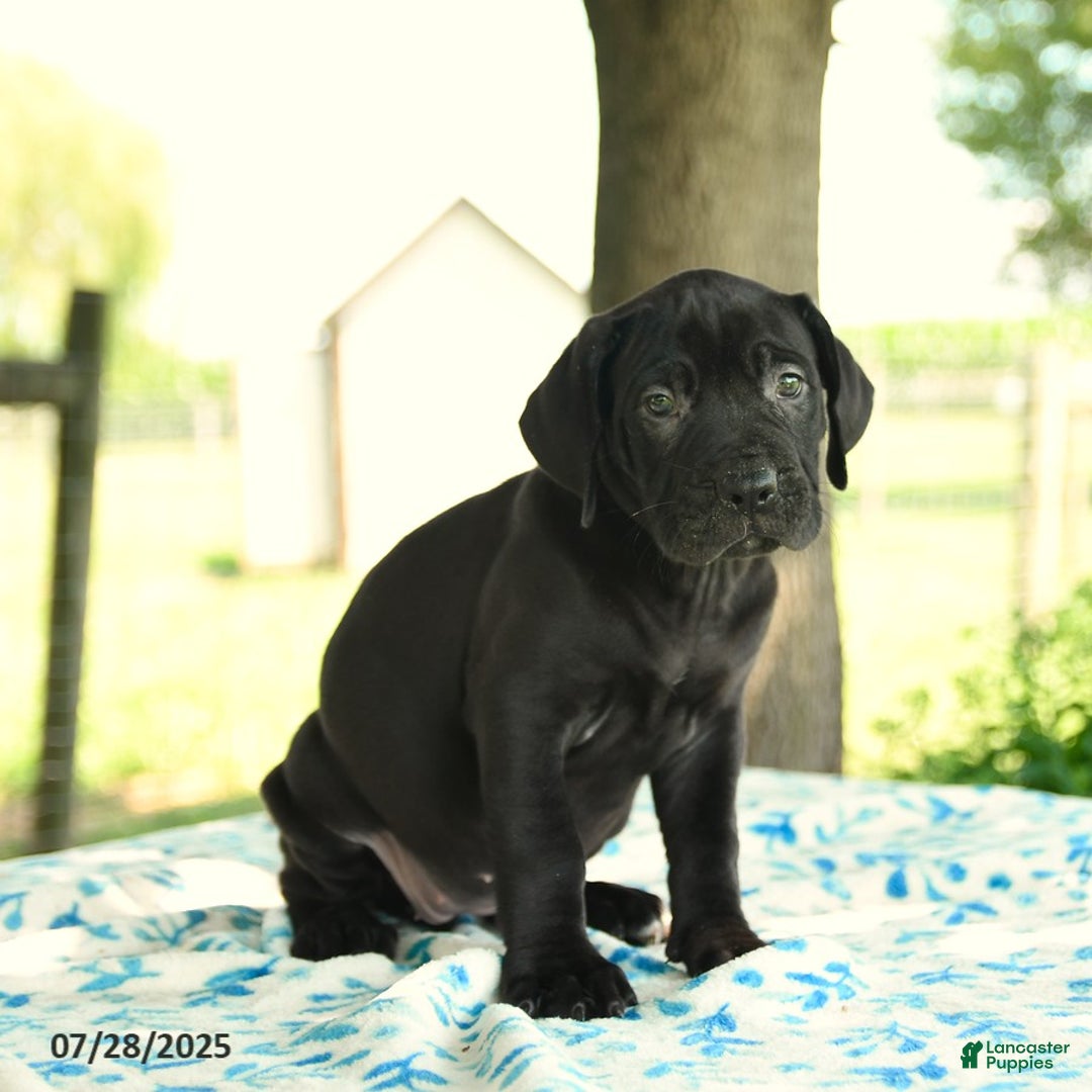 Cane Corso dogs for sale: Hadassah - Image 4