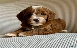 Mini Goldendoodle dogs for sale: Wrangler - Image 9
