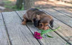 Dachshund dogs for sale: Evie - Image 8