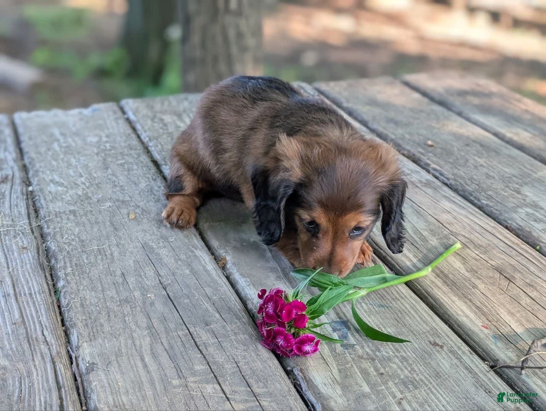Dachshund dogs for sale: Evie - Image 8