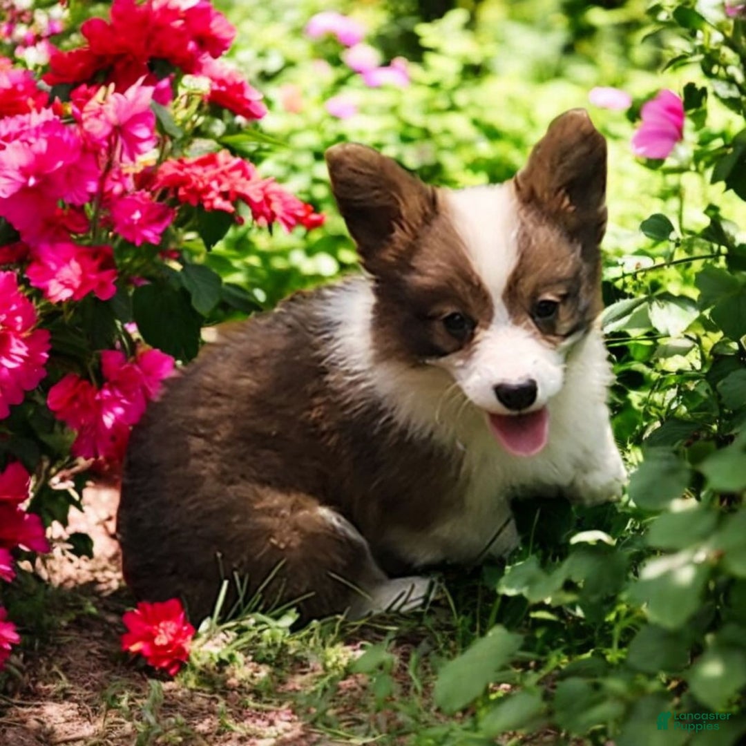 Welsh Corgi Pembroke dogs for sale: Teeka Fluffy - Image 19
