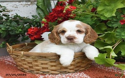 Cocker Spaniel dogs for sale: Peaches - Image 4