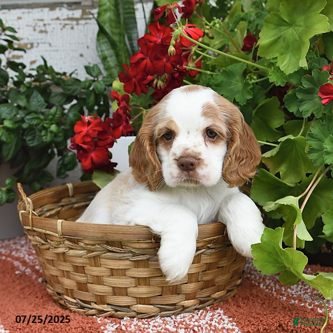 Cocker Spaniel dogs for sale: Peaches - Image 4