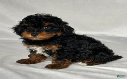Miniature Poodle dogs for sale: Lilly - Image 5