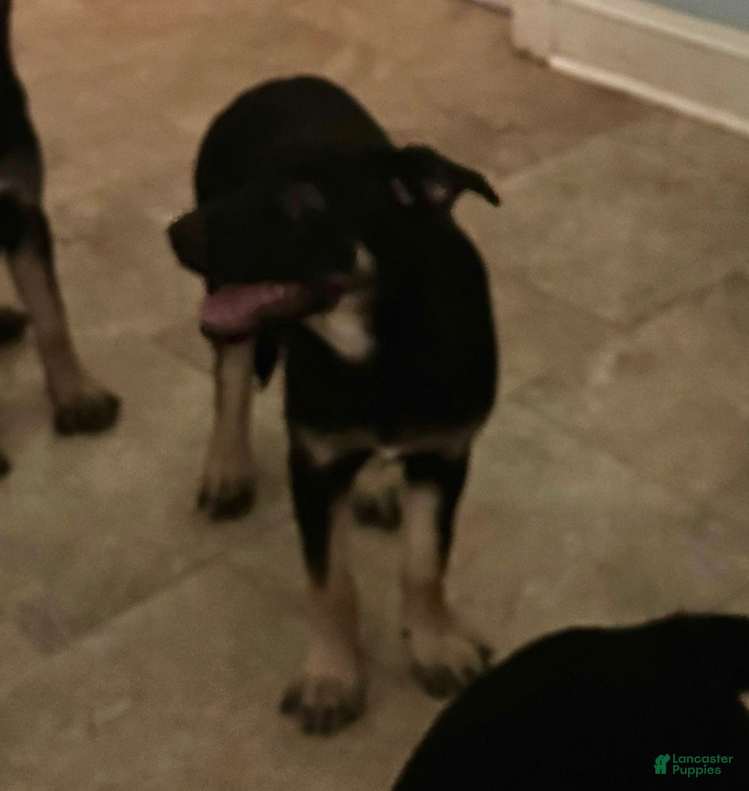Belgian Malinois dogs for sale: Britta - Image 4
