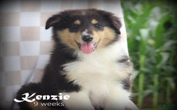 categoriesInfo:categoryAttributeOptions.pets.dogs.breed.roughCollie dogs for sale: Kenzie - Image 10
