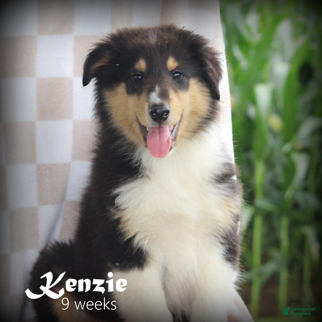 categoriesInfo:categoryAttributeOptions.pets.dogs.breed.roughCollie dogs for sale: Kenzie - Image 10