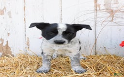 Australian Cattle Dog dogs for sale: Freckles - Image 4