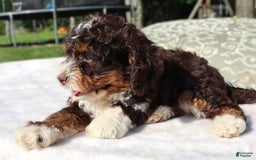 Mini Bernedoodle dogs for sale: Midget - Image 2