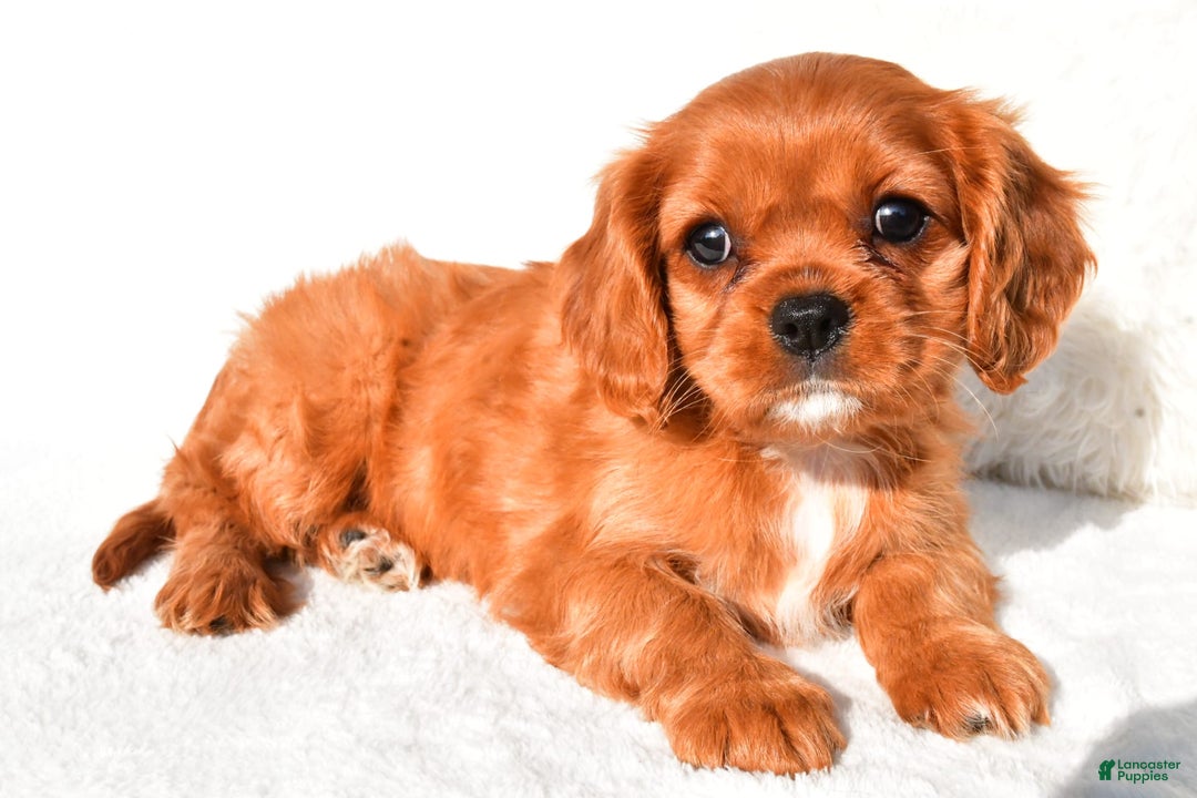 Cavalier King Charles Spaniel dogs for sale: Cavalier King Charles Spaniel 2 puppies - Image 1