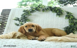 Golden Retriever dogs for sale: Addelyn - Image 14