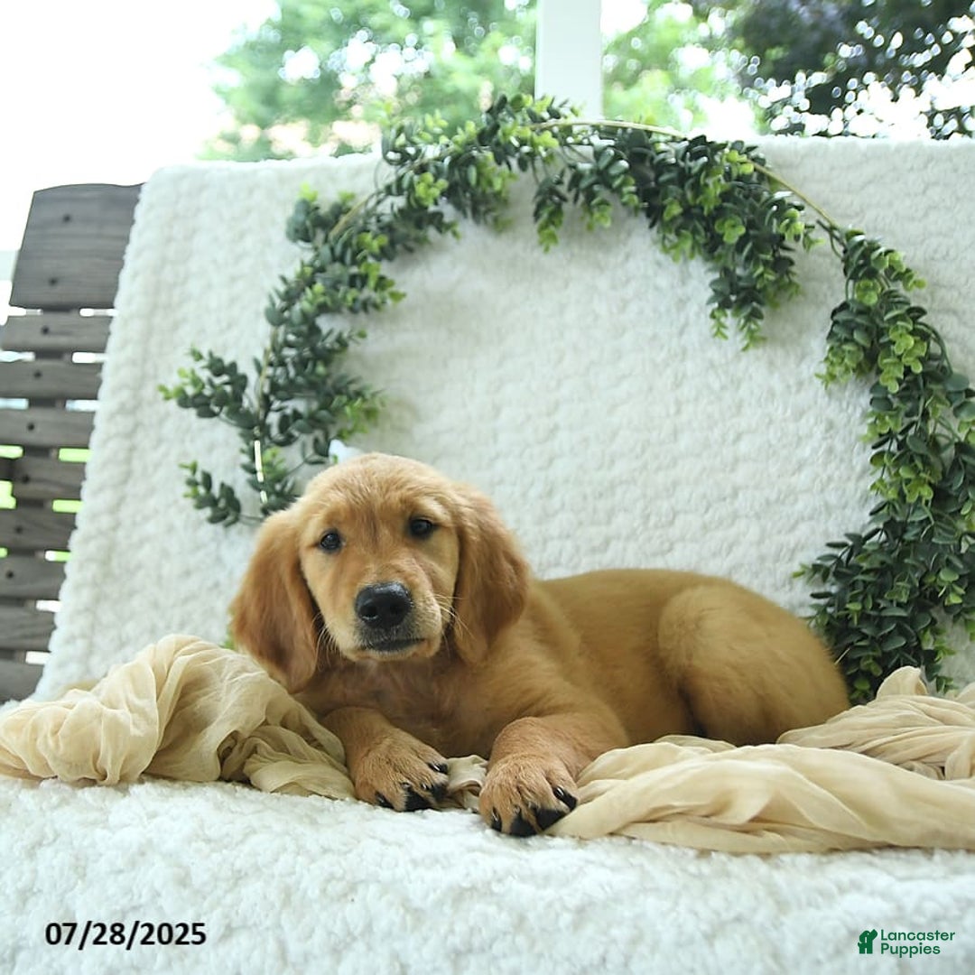 Golden Retriever dogs for sale: Addelyn - Image 14