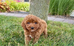 Cavapoo dogs for sale: Harley - Image 5