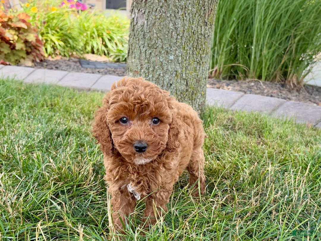 Cavapoo dogs for sale: Harley - Image 5