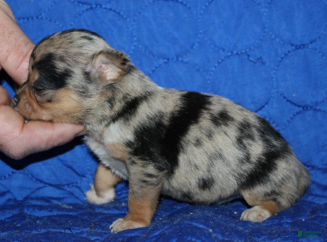 Chihuahua dogs for sale: Phoebe - Image 3